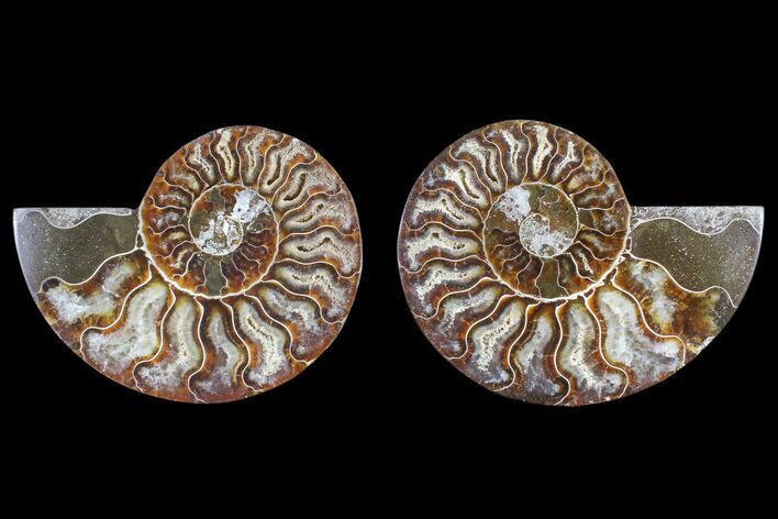 Cut & Polished Ammonite Fossil - Agatized #82310
